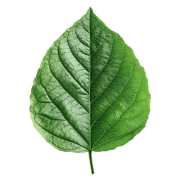 Advanced Ayurveda