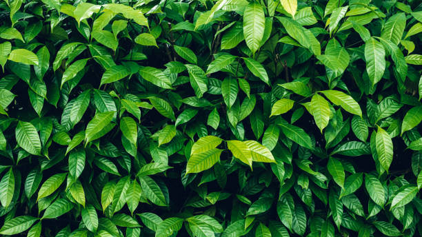 Advanced Ayurveda